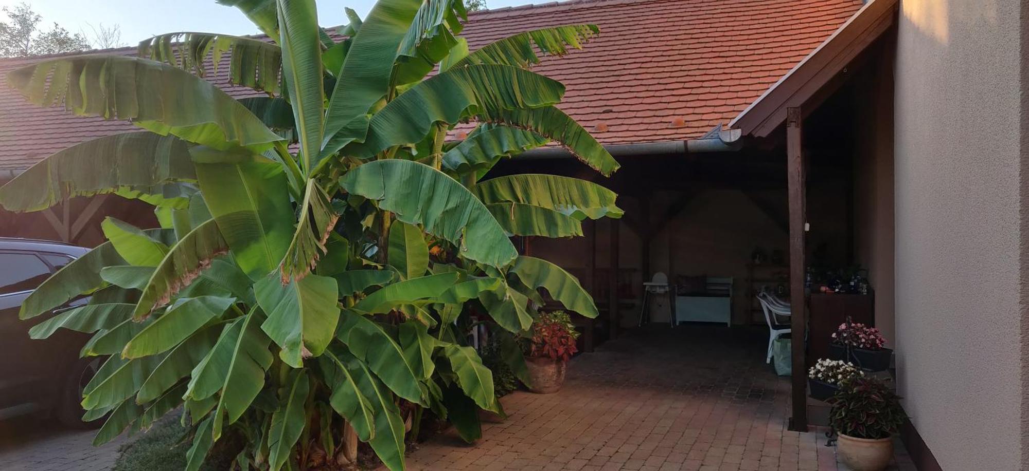 Korona Panzio Bed & Breakfast Balatonbereny Bagian luar foto