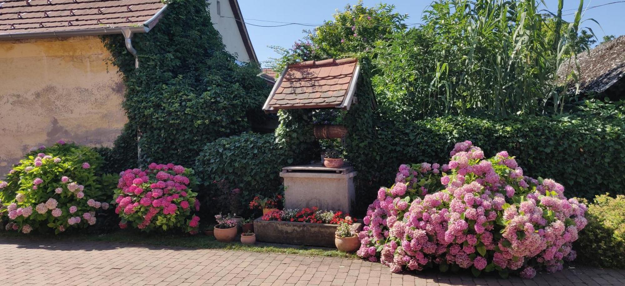 Korona Panzio Bed & Breakfast Balatonbereny Bagian luar foto